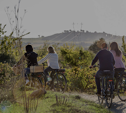 vinedo-bici copia